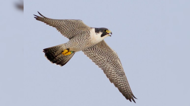 छत्तीसगढ़ में दिखा आसमान का चीता; दुनिया का सबसे तेज उड़ने वाला पक्षी पेरेग्रीन फाल्कन पहुंचा उदंती-सीतानदी