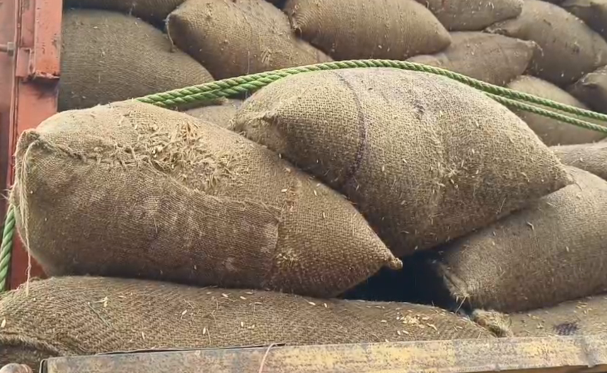 MP Weather: मौसम में अचानक आया बदलाव, बेमौसम बारिश से करोड़ों की धान खराब, प्रशासन की खुली पोल