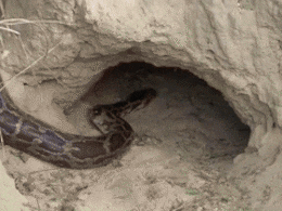 Exclusive: भरतपुर के केवलादेव नेशनल पार्क में अजगरों का डेरा, डेंजर ज़ोन में पहुंचे NDTV राजस्थान के रिपोर्टर&nbsp;