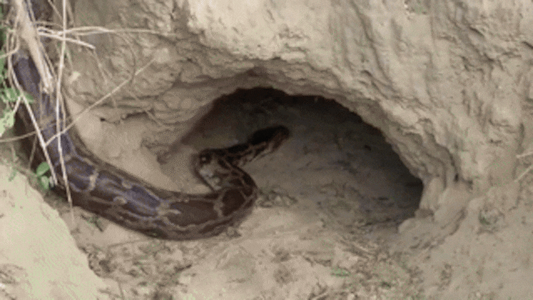 Exclusive: भरतपुर के केवलादेव नेशनल पार्क में अजगरों का डेरा, डेंजर ज़ोन में पहुंचे NDTV राजस्थान के रिपोर्टर&nbsp;