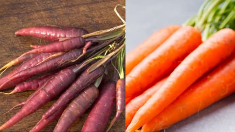 रंग देखकर खाइए गाजर! लाल बढ़ाए खून, नारंगी चमकाए आंखें और स्किन, जानें कौन-सी ज्यादा फायदेमंद
