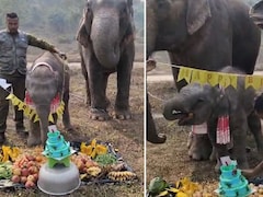 फल खाए, केक काटा... असम में 'मोमो' हथिनी ने धूमधाम से मनाया बर्थडे, बेबी Elephant का जन्मदिन देख गदगद हुए लोग