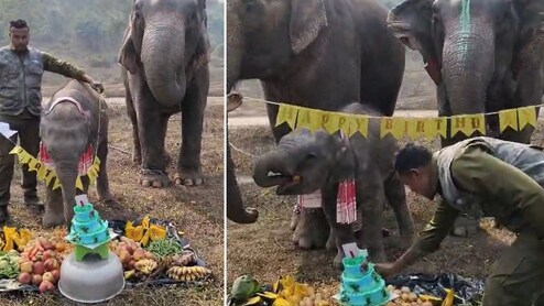 केक काटा, फल खाए... असम में  हाथी के बच्चे 'मोमो' का बर्थडे सेलिब्रेशन देख हो जाएंगे गदगद!