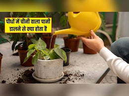 Plant Care Tips: पौधे में चीनी वाला पानी डालने से क्या होता है? जानिए क्या होते हैं फायदे और नुकसान