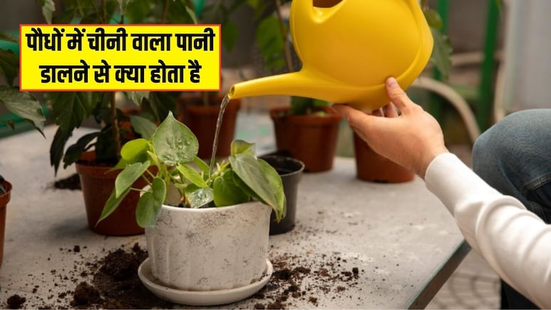 Plant Care Tips: पौधे में चीनी वाला पानी डालने से क्या होता है? जानिए क्या होते हैं फायदे और नुकसान