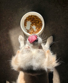 Herbs And Spices That Can Be Given To Dogs