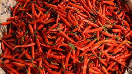 From Bhut Jolokia To Guntur: A Guide To India's Most Iconic Chillies