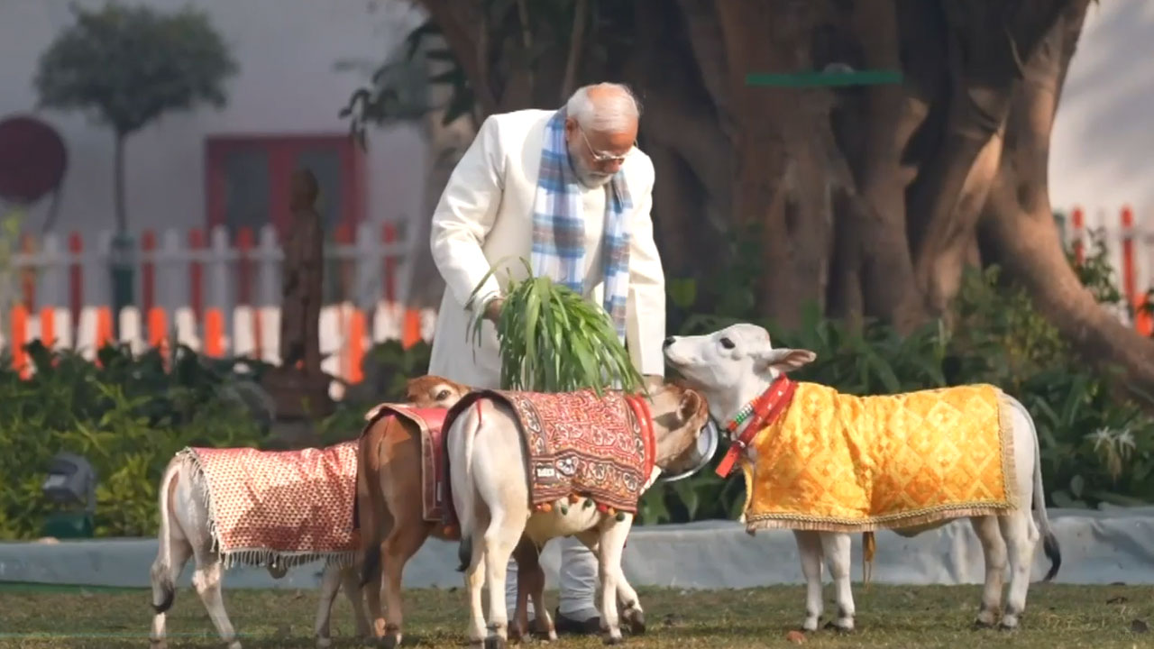PM Modi Feeds Cows On The Auspicious Occasion Of Makar Sankranti