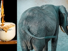 हाथी की पॉटी से बनती है दुनिया की सबसे महंगी कॉफी, क्यों नहीं होती कड़वी, जानें