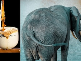 हाथी की पॉटी से बनती है दुनिया की सबसे महंगी कॉफी, क्यों नहीं होती कड़वी, जानें