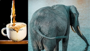 हाथी की पॉटी से बनती है दुनिया की सबसे महंगी कॉफी, क्यों नहीं होती कड़वी, जानें