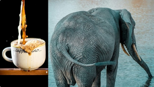हाथी की पॉटी से बनती है दुनिया की सबसे महंगी कॉफी, क्यों नहीं होती कड़वी, जानें