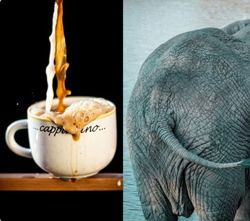 हाथी की पॉटी से बनती है दुनिया की सबसे महंगी कॉफी, क्यों नहीं होती कड़वी, जानें