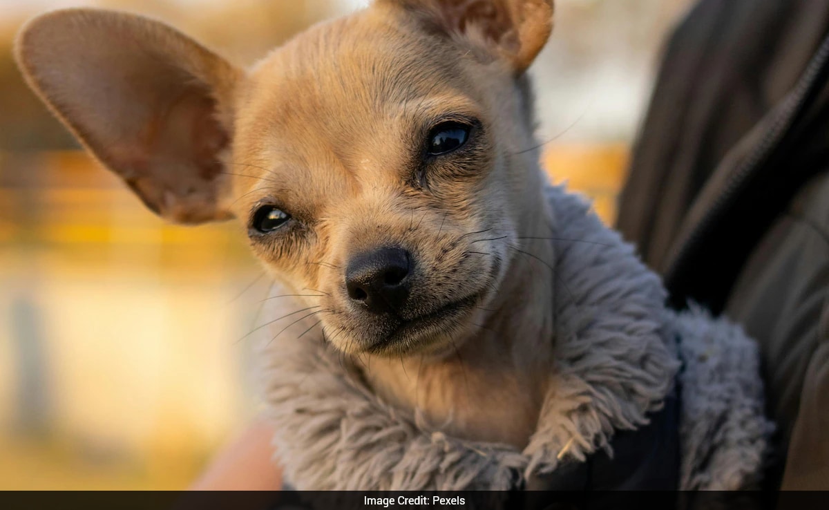 Dog in China waits daily for deceased owner
