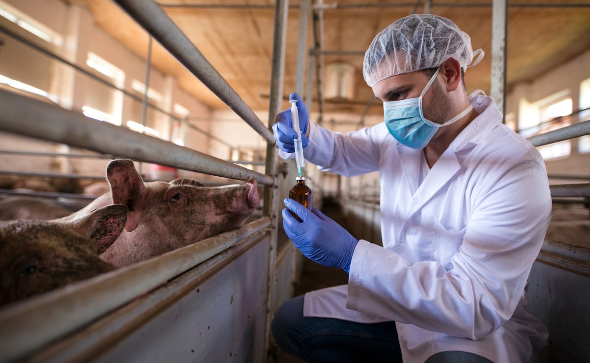 How A Malaysian Pig Farm Outbreak First Exposed The Deadly Nipah Virus