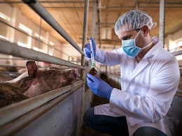 How A Malaysian Pig Farm Outbreak First Exposed The Deadly Nipah Virus