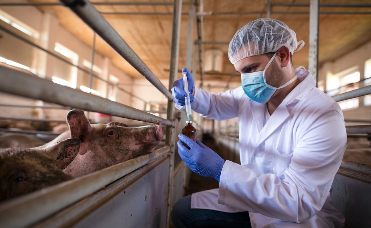 निपाह वायरस के जरिए भारत को बदनाम करने की बड़ी साजिश? जानिए कहां से आया और कितना खतरनाक