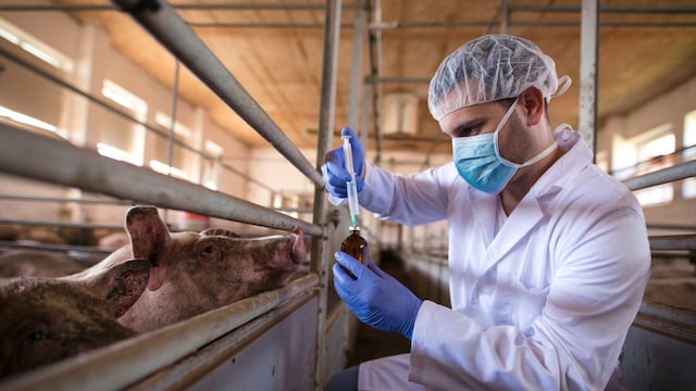 The first Nipah virus outbreak was detected in a Malaysian pig farm