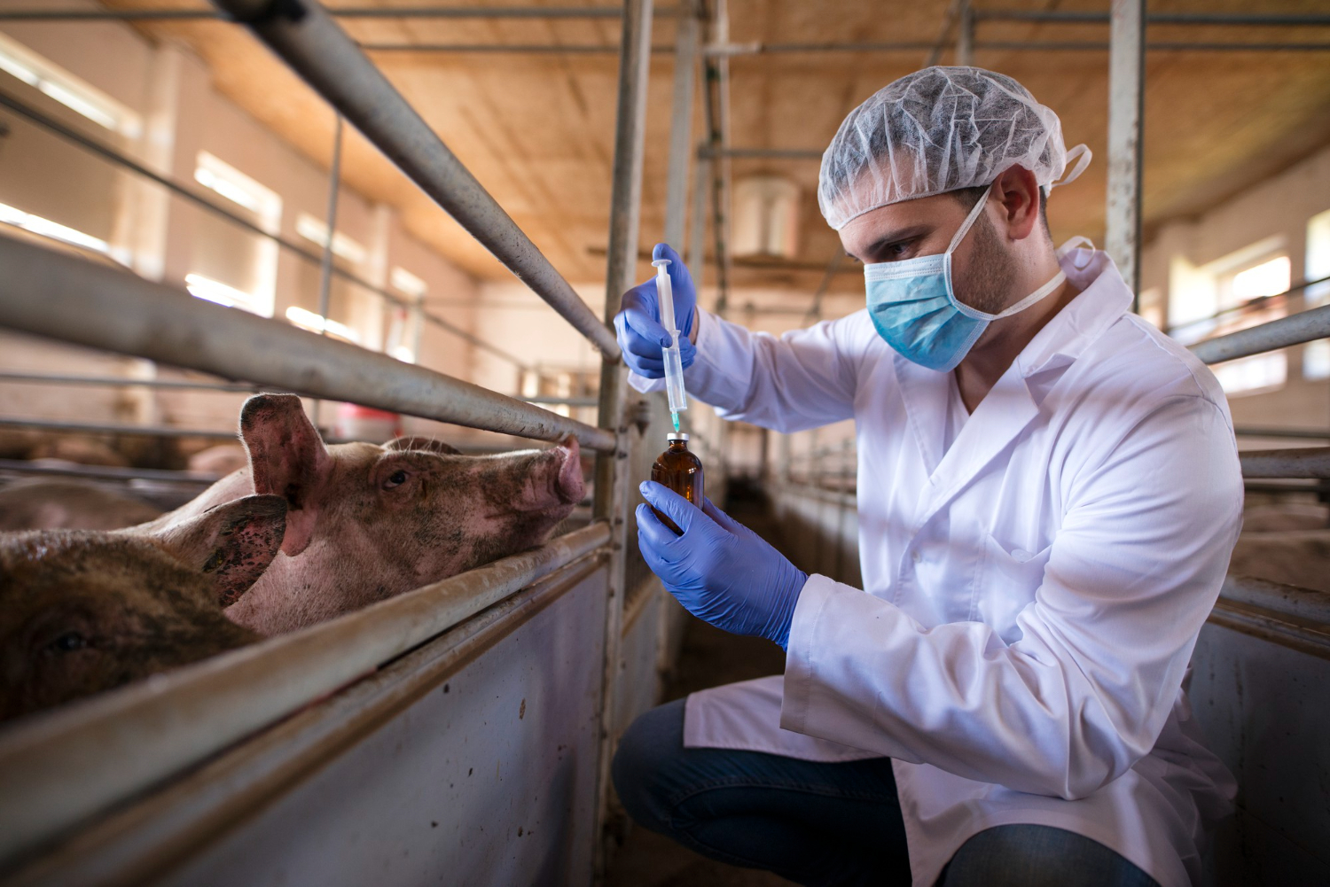 The first Nipah virus outbreak was detected in a Malaysian pig farm