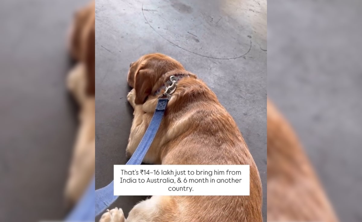 Latest and Breaking News on NDTV