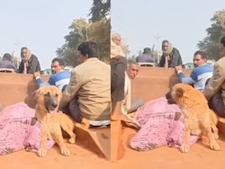 Madhya Pradesh Man Hangs Self. Pet Dog Seen Guarding Body