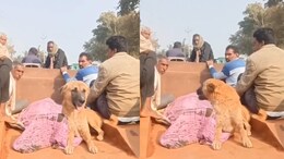 Dog Refuses To Leave Owner's Side, Chases Vehicle Carrying Body For 4 km