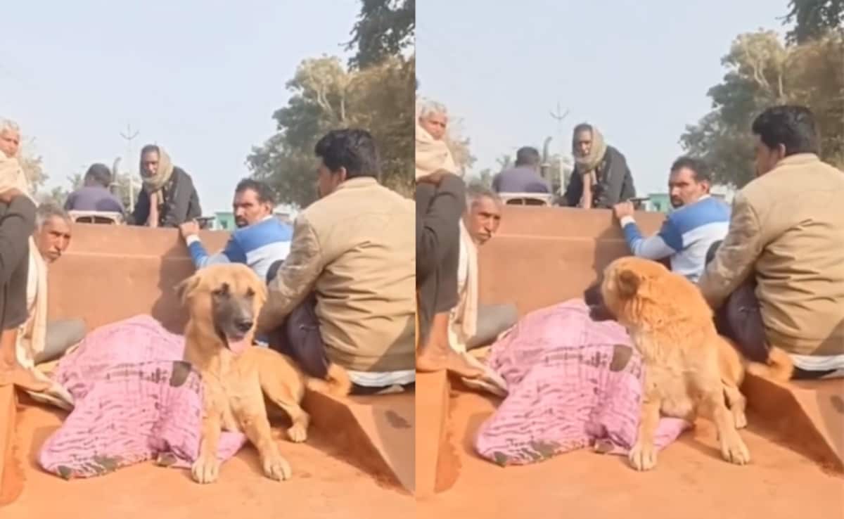 Dog Chases Owner's Body for 4 km