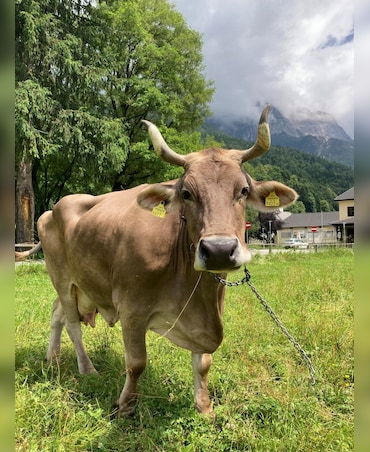 Meet The First Cow Known To Use Tools