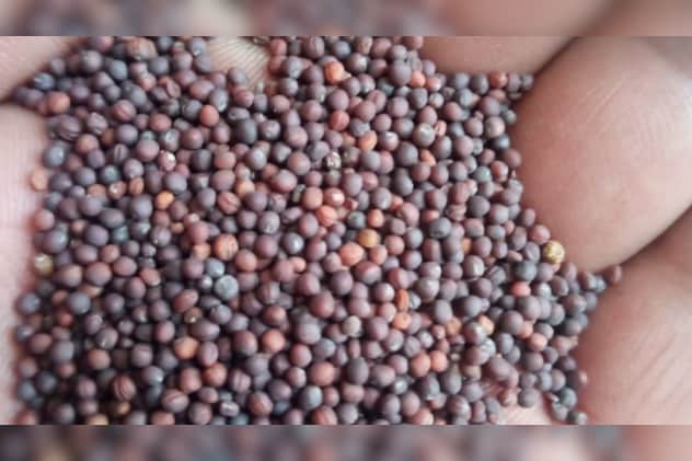 वो बीच जिनसे उगी लहलहाती फसल