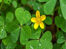 मामूली सी दिखने वाली ये घास है गुणों का खजाना, हृदय रोगों से लेकर ल्यूकोरिया तक में है असरदार