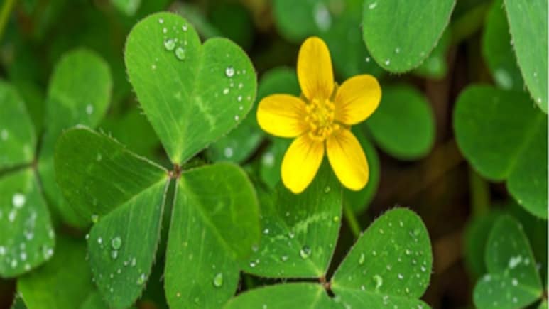 मामूली सी दिखने वाली ये घास है गुणों का खजाना, हृदय रोगों से लेकर ल्यूकोरिया तक में है असरदार