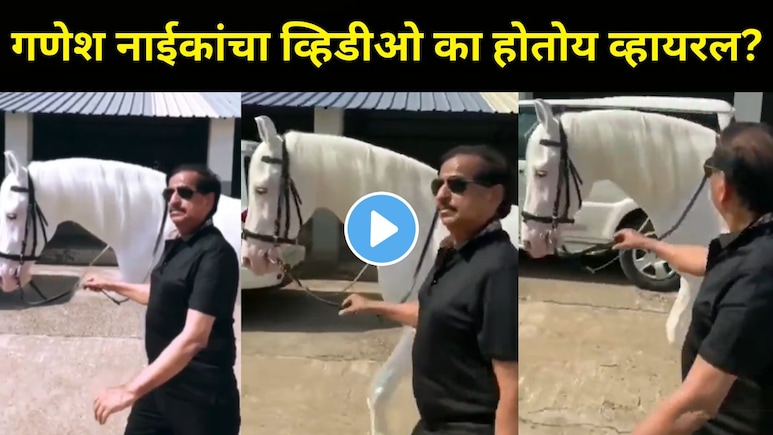 नवी मुंबईत टांगा पलटी अन् घोडे फरार, भाजपच्या बाजूने निकाल लागताच गणेश नाईकांचा घोडे सवारीचा व्हिडीओ व्हायरल