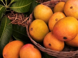 Pune News: हापूस आंब्याच्या पेटीचा दर फुटला, किंमत ऐकून थंडीतही फुटेल घाम