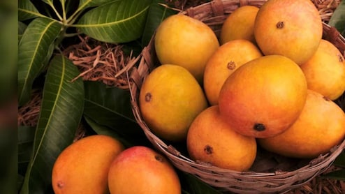 Pune News: हापूस आंब्याच्या पेटीचा दर फुटला, किंमत ऐकून थंडीतही फुटेल घाम