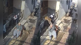 On Camera, Elderly Woman Bitten, Hair Pulled By Monkeys In Haryana