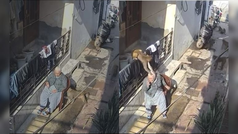 On Camera, Elderly Woman Bitten, Hair Pulled By Monkeys In Haryana