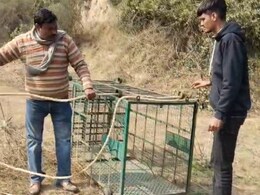 दौसा में खोज रहे थे लेपर्ड, अब पता चला पूरा परिवार घुसा है आबादी वाले इलाके में, 11 दिन से है मूवमेंट