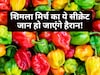 शिमला मिर्च खरीदने से पहले नीचे के 'उभार' जरूर चेक करें, वरना बिगड़ जाएगा आपकी डिश का स्वाद