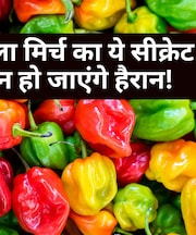 शिमला मिर्च खरीदने से पहले नीचे के 'उभार' जरूर चेक करें, वरना बिगड़ जाएगा आपकी डिश का स्वाद