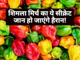 शिमला मिर्च खरीदने से पहले नीचे के 'उभार' जरूर चेक करें, वरना बिगड़ जाएगा आपकी डिश का स्वाद