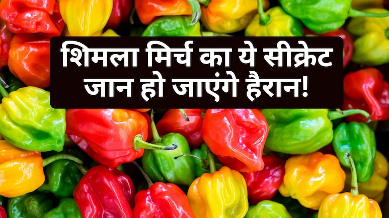 शिमला मिर्च खरीदने से पहले नीचे के 'उभार' जरूर चेक करें, वरना बिगड़ जाएगा आपकी डिश का स्वाद