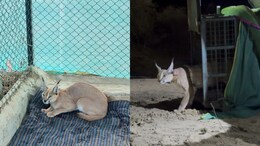 Endangered Caracal Rescued In Rajasthan, Radio-Collared For First Time