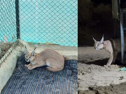 Endangered Caracal Rescued In Rajasthan, Radio-Collared For First Time