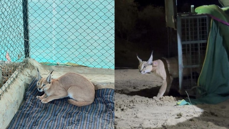Endangered Caracal Rescued In Rajasthan, Radio-Collared For First Time