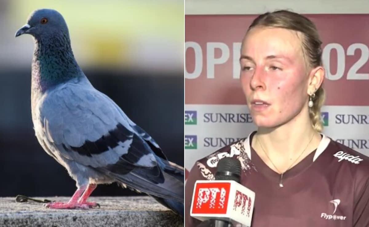 दिल्ली में पक्षी ने रोक दिया इंटरनेशनल मैच