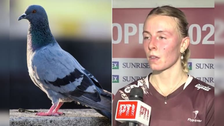 दिल्ली में इंटरनेशनल मैच के बीच बंदर और चिड़िया की बीट की एंट्री, मैच रोकना पड़ा