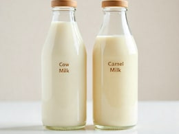 Cow Milk Vs. Camel Milk: Which One Is Healthier?