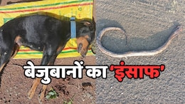 Dog Justice: नाग ने डॉगी को डसकर मार डाला, बेजुबान के बच्चों ने जब लिया बदला, तो नागिन हुई बेकाबू