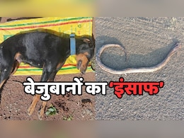 Dog Justice: नाग ने डॉगी को डसकर मार डाला, बेजुबान के बच्चों ने जब लिया बदला, तो नागिन हुई बेकाबू