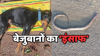 Dog Justice: नाग ने डॉगी को डसकर मार डाला, बेजुबान के बच्चों ने जब लिया बदला, तो नागिन हुई बेकाबू